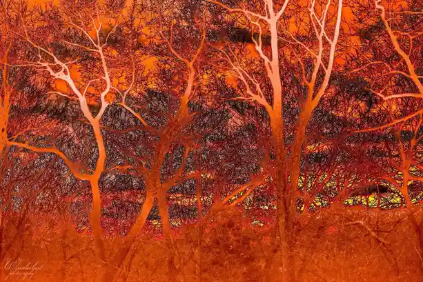 A surreal, heavily saturated orange-toned photograph of bare, tangled trees against a fiery sky, with the overlaid text 'i'm…