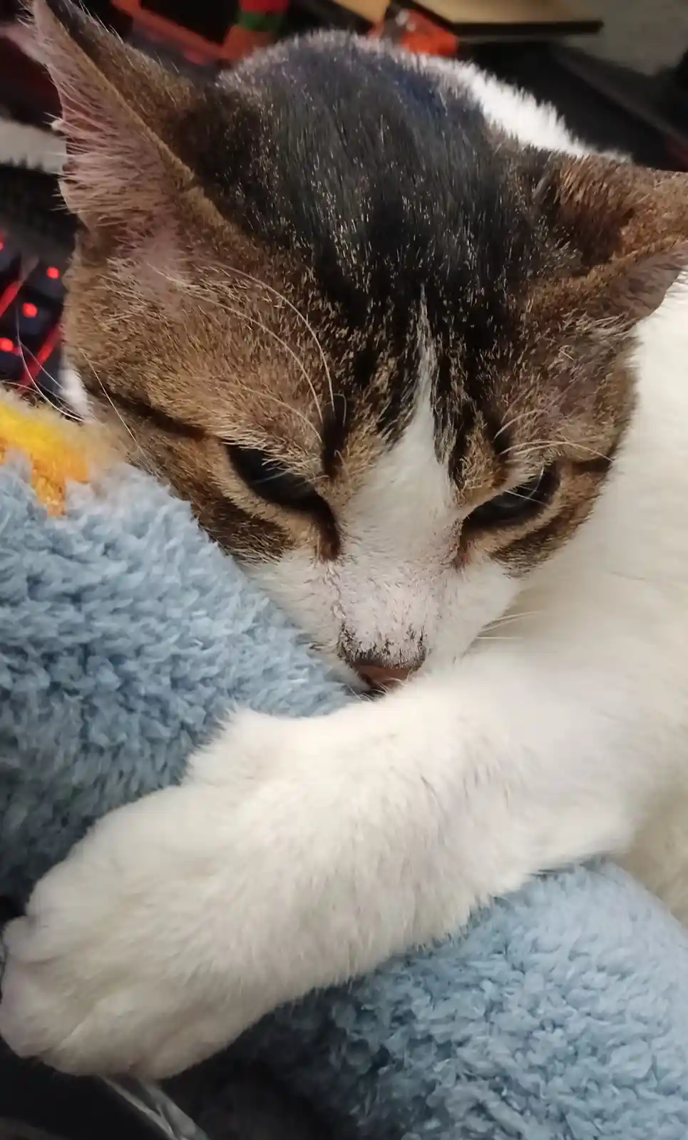 A close-up photo of a brown and white cat with a sad, droopy-eyed expression, resting its head on a blue fluffy blanket…
