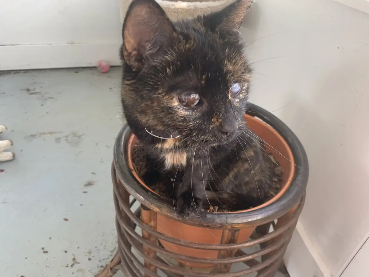 A tortoiseshell cat with one blue eye and one brown eye is sitting inside a terracotta flower pot filled with soil, which is…