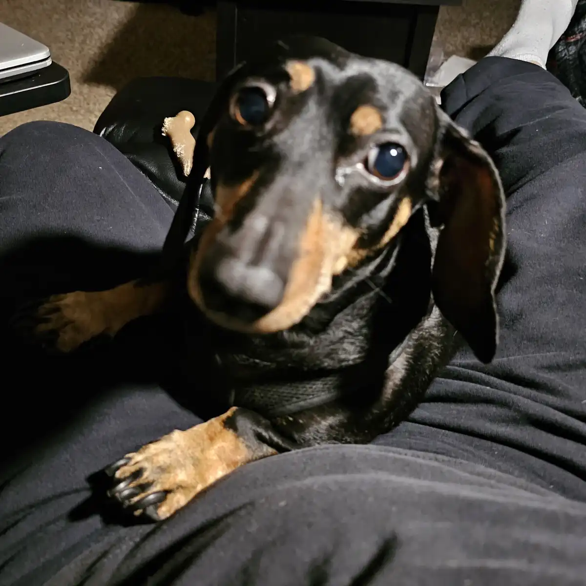 A black and tan dachshund with large, teary eyes sits on a person's lap, looking directly at the camera with a sad, pleading…