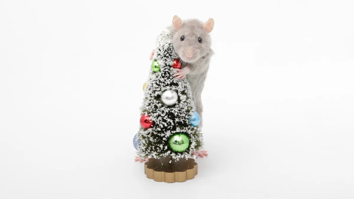A gray rat is standing upright and holding onto a small, decorated Christmas tree with colorful ornaments and artificial…