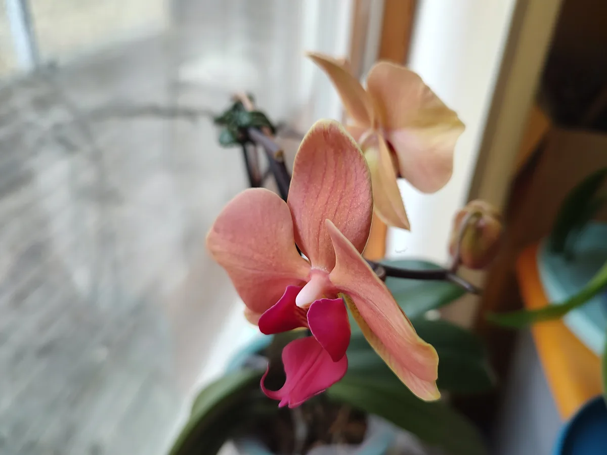 A close-up photo of a pink and peach-colored orchid flower with a blurred background, overlaid with the text 'i'm not…