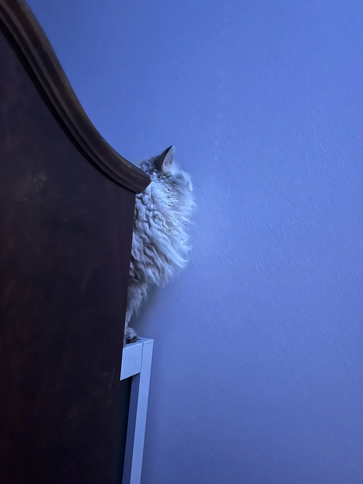 A fluffy, long-haired cat with white and gray fur is peeking cautiously from behind the top corner of a dark wooden piece of…