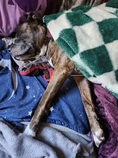 A brindle-coated dog with a white chest is sleeping peacefully on a bed covered in multiple blankets, including a green and…
