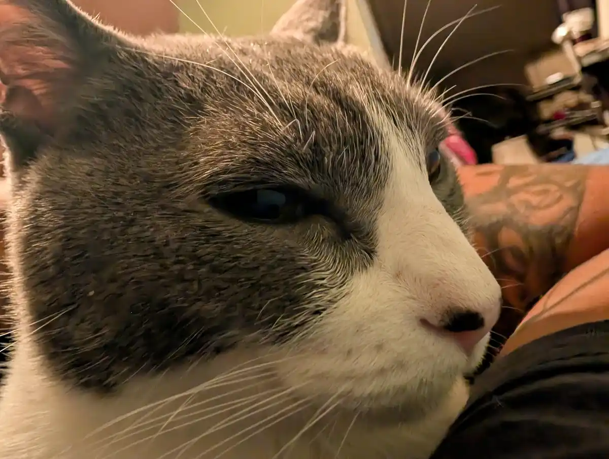 Adorable Cat Moments
