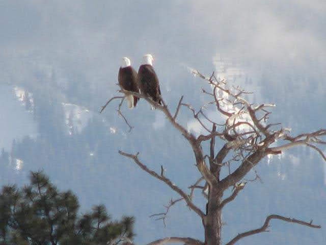 Two bald eagles sit side-by-side on a bare tree branch against a hazy mountain backdrop. The image is overlaid with the text…