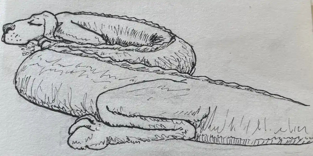 A black-and-white sketch shows a long-haired dog lying curled up and sleeping peacefully on a textured surface. The dog's…