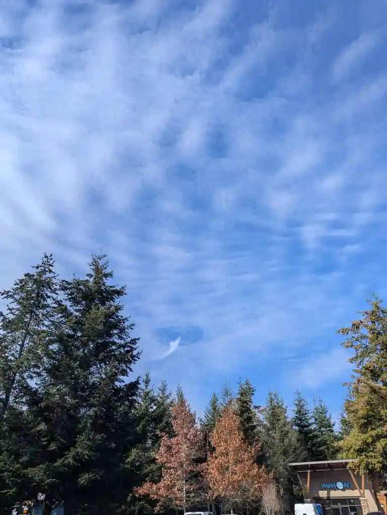 a photo of a blue sky with wispy white clouds and trees in the foreground, including evergreens and one tree with orange…