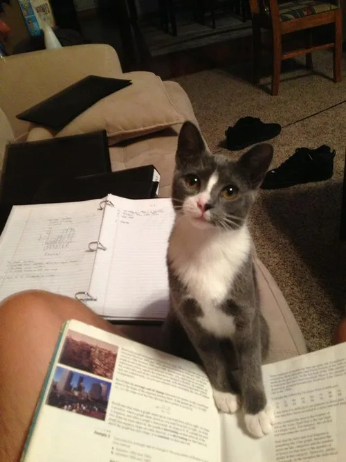 A gray and white cat sits upright on a couch, looking directly at the camera with wide eyes, positioned between an open…