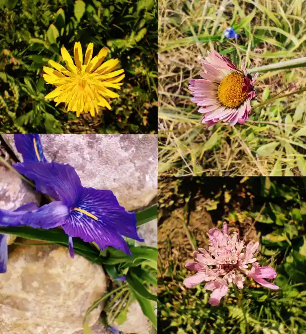 A four-panel collage shows four different wildflowers: a yellow dandelion, a pink daisy, a purple iris, and a pink scabiosa…