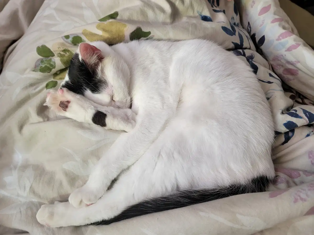 A black-and-white cat is curled up asleep on a floral-patterned blanket, with its paws tucked under its head. The overlaid…