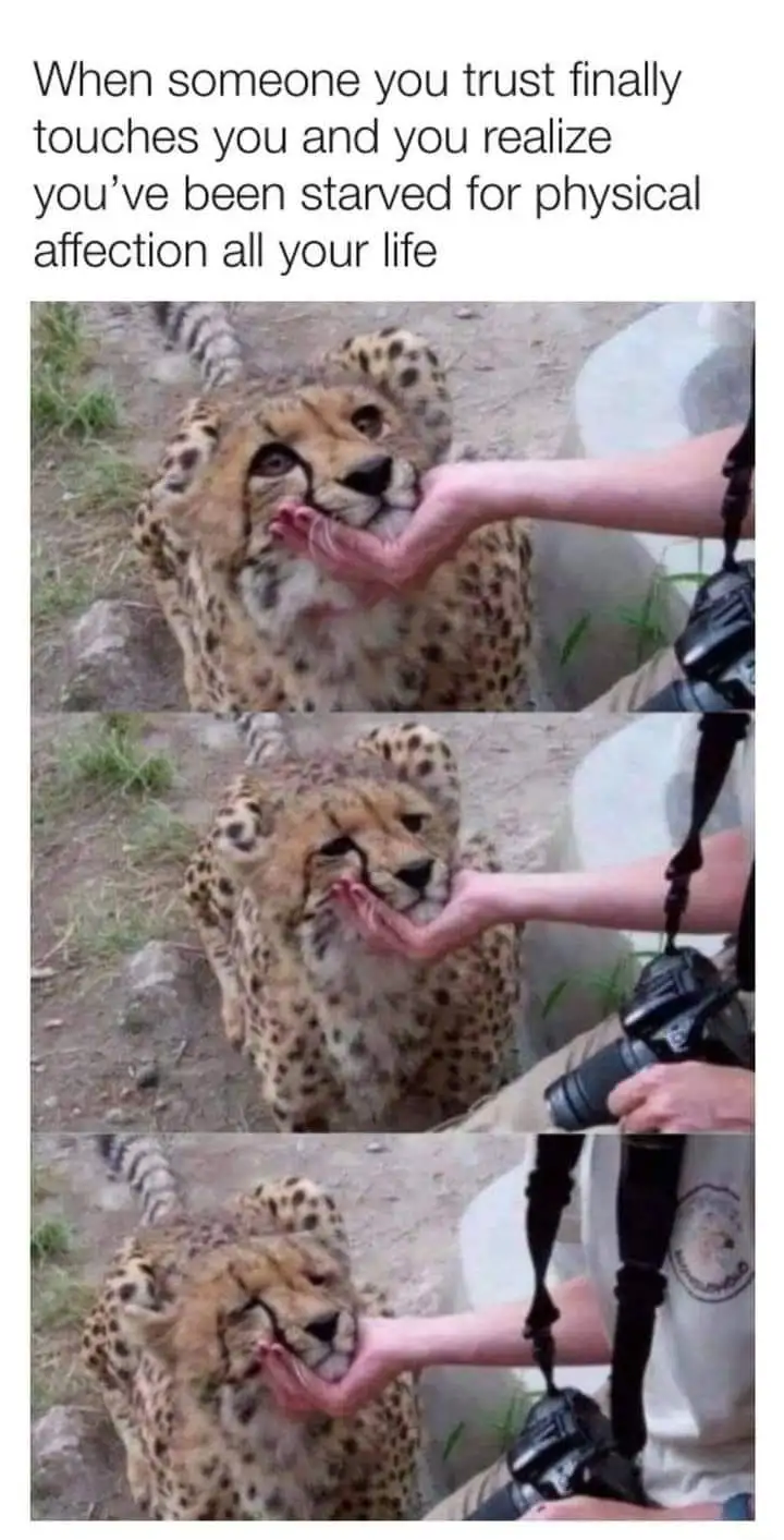 A three-panel image shows a cheetah progressively closing its eyes and leaning into a human hand gently stroking its chin…
