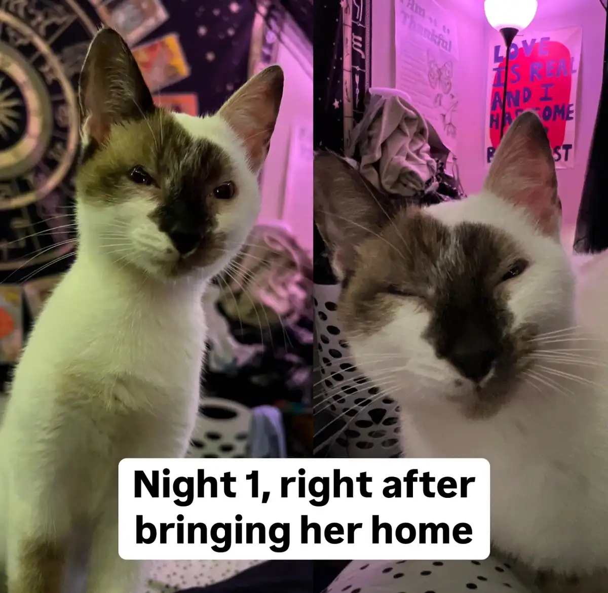 A split image shows a cat in two contrasting states: on the left, the cat looks alert and slightly wary, while on the right…