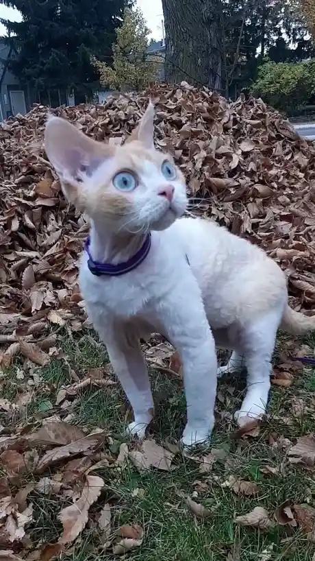 A white and ginger cat with large blue eyes and a purple collar stands in front of a tall pile of brown autumn leaves…