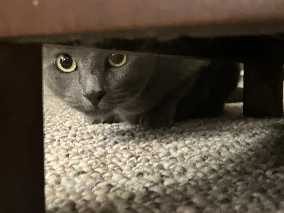 A gray cat with large, yellow-green eyes peers out from under a dark wooden piece of furniture, its face partially obscured…