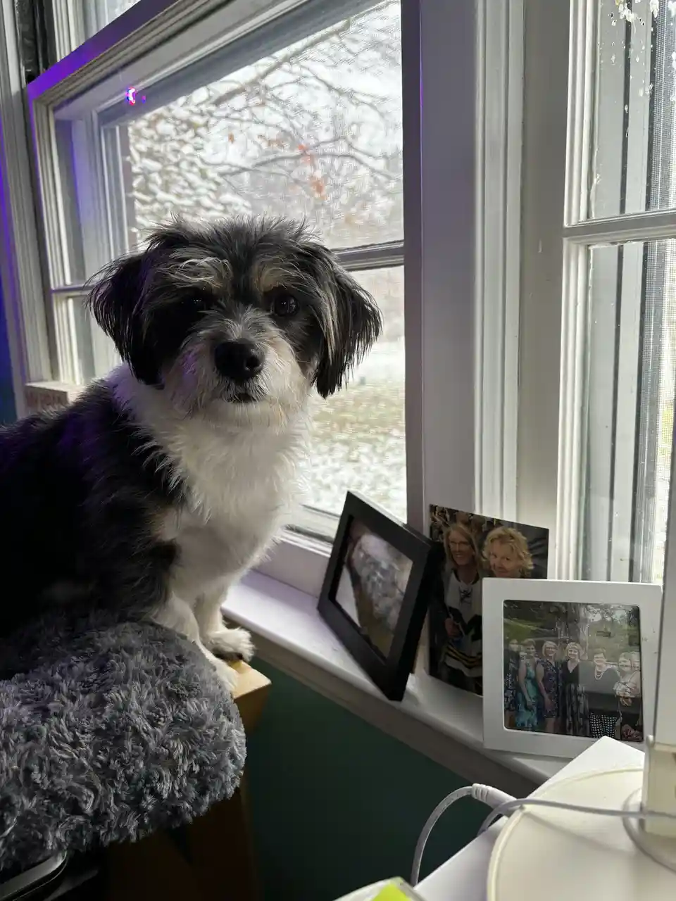 A small black and white dog with shaggy fur sits on a windowsill next to framed family photos, looking directly at the…