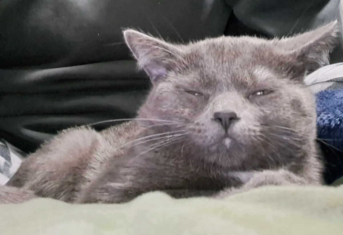 A close-up of a gray cat with half-closed eyes and a relaxed expression, lying on a soft surface. The cat appears sleepy or…