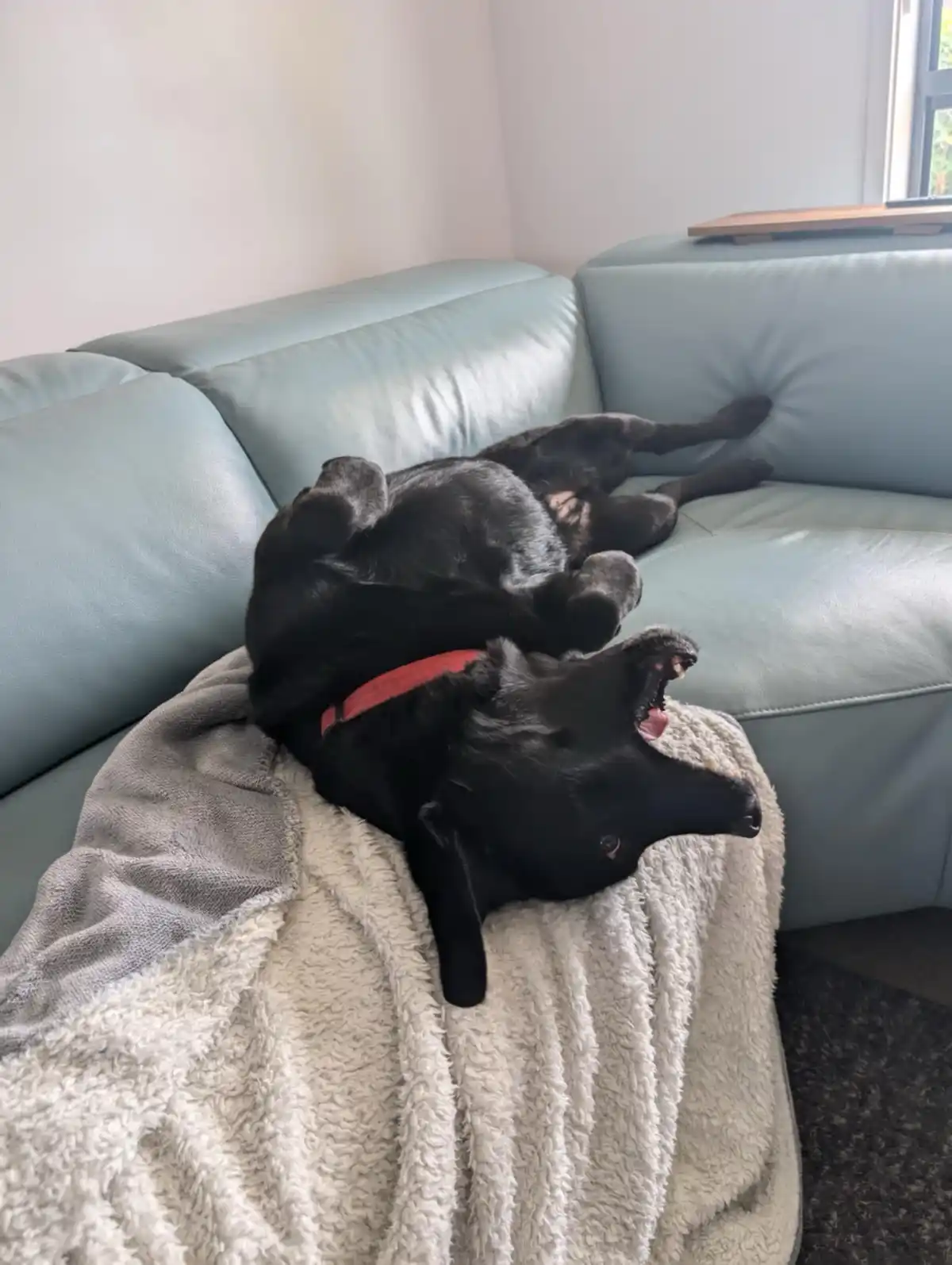 A black dog with a red collar is lying on its back on a light blue couch, resting on a fluffy white blanket, with its mouth…