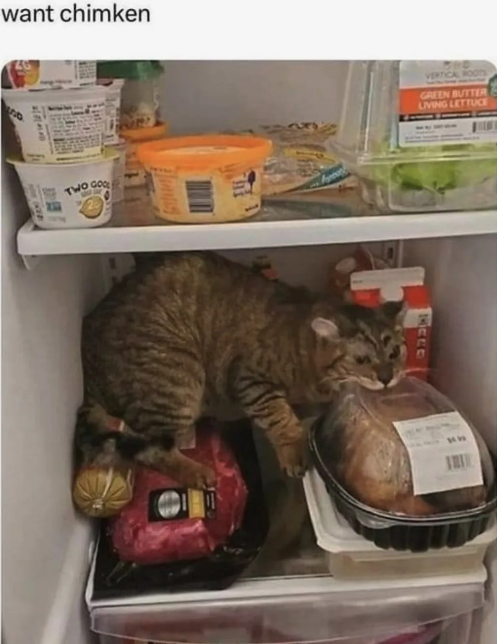 A tabby cat is inside a refrigerator, leaning over a packaged turkey on the bottom shelf while appearing to sniff or lick…