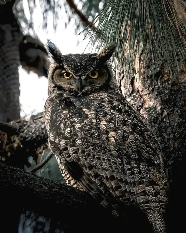 A close-up photograph of a large great horned owl perched on a tree branch, staring intensely at the camera with bright…
