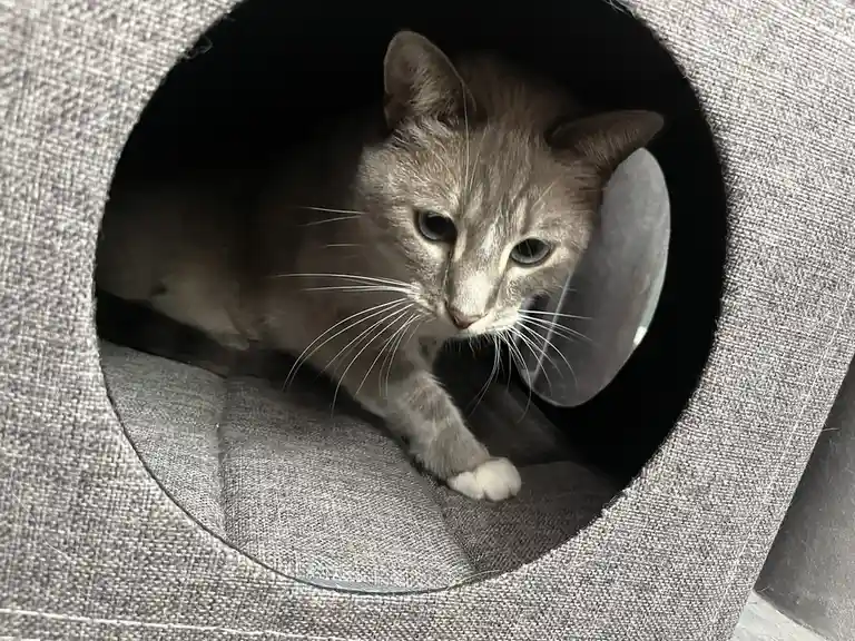 A gray cat with blue eyes peers out from inside a gray fabric cat tunnel, wearing a clear plastic cone around its neck. The…