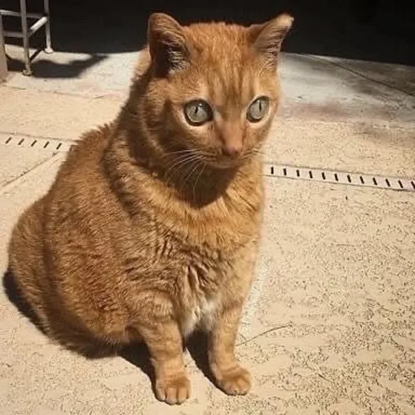 A plump, ginger cat sits on a sunlit concrete surface, looking directly at the camera with wide, slightly unimpressed eyes…