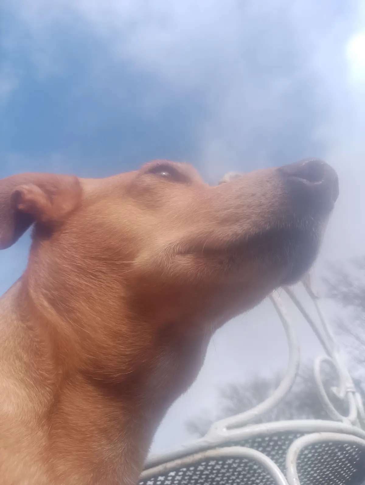 A close-up, low-angle shot of a light brown dog looking upward with its head tilted back, seemingly enjoying the sun against…