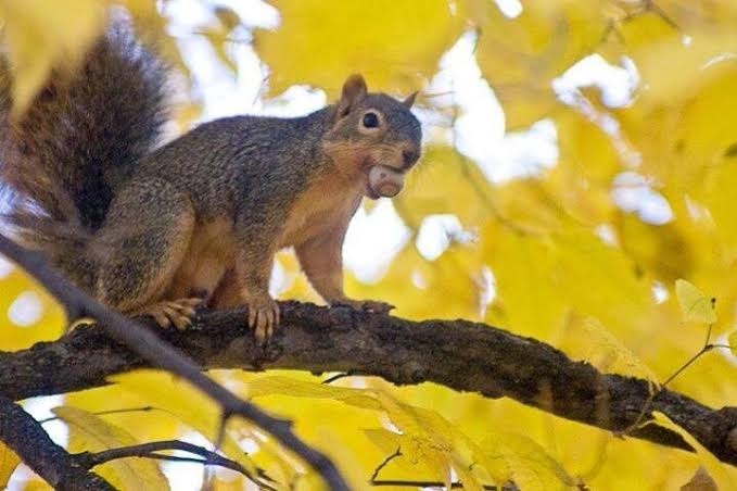 A gray squirrel with a bushy tail sits on a tree branch surrounded by bright yellow autumn leaves, holding a nut in its…