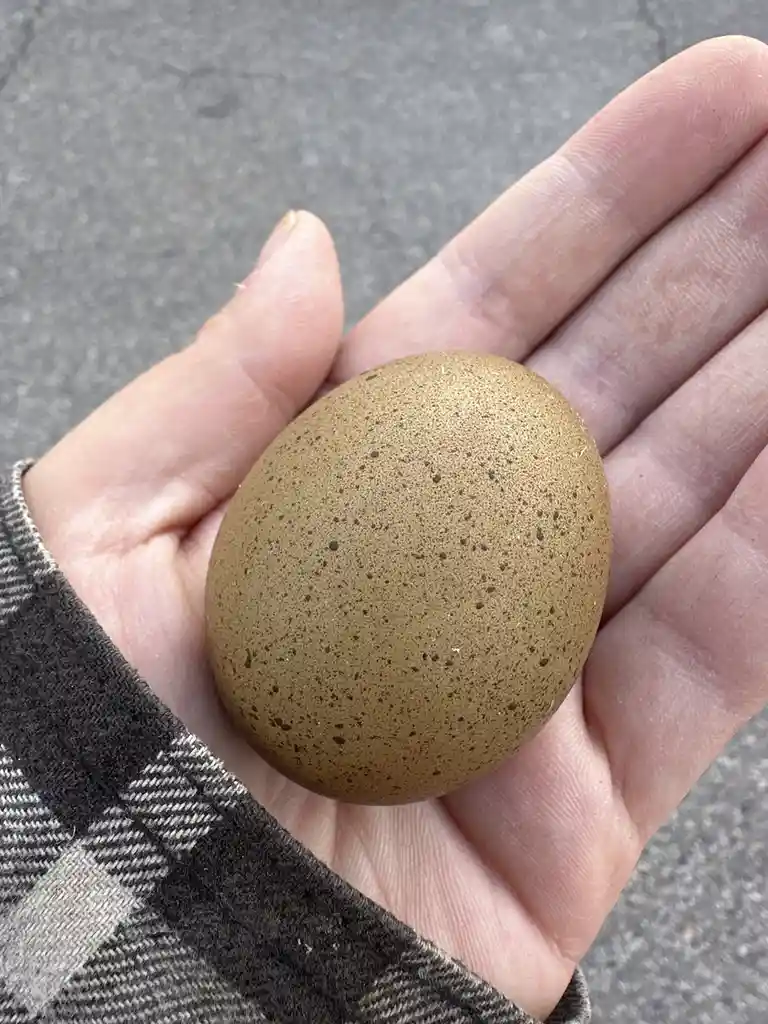 A person's open palm holds a large, brown, speckled egg against a gray pavement background, with the overlaid text reading…