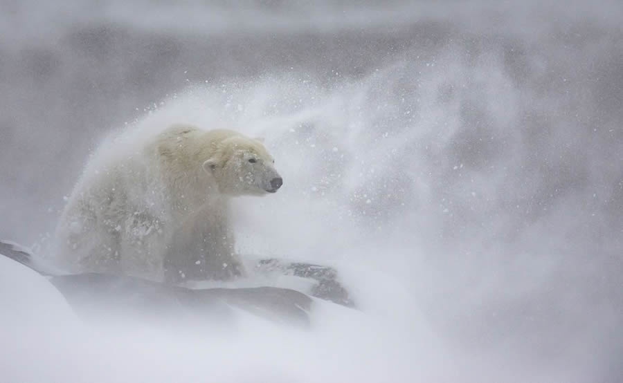 A polar bear is partially submerged in deep snow, surrounded by a swirling blizzard that obscures much of its body and the…