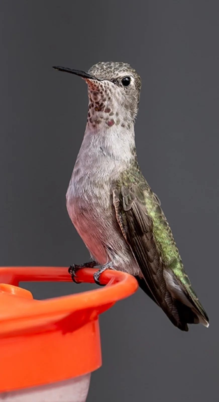 Feeding Frenzy: On the Feeder