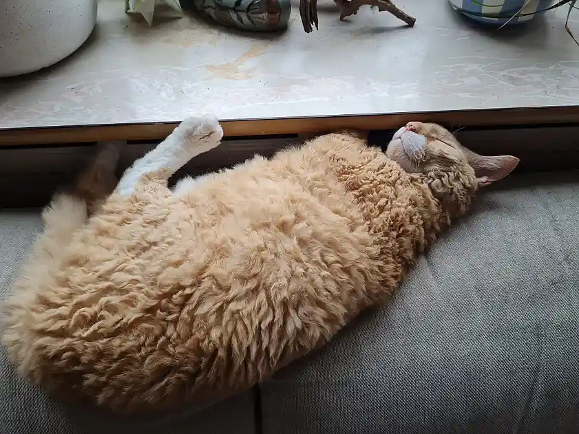 a fluffy, light orange cat with white paws is sleeping on its back on a gray couch, its head resting under the edge of a…