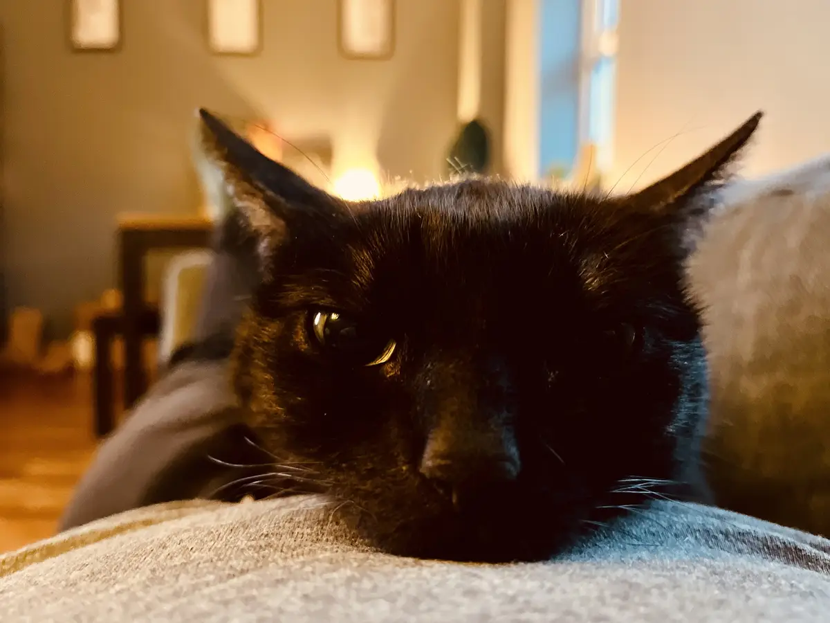 A close-up photo of a black cat resting its head on a gray couch cushion, looking directly at the camera with a sleepy…