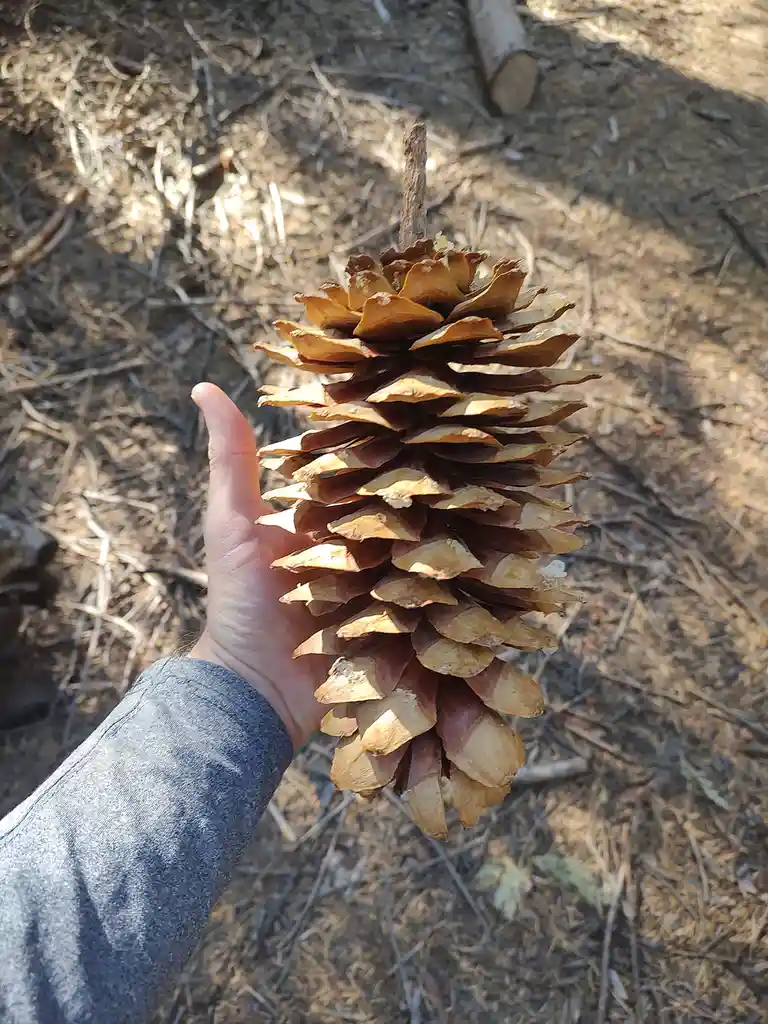 Check Out This Impressive Pine Cone!