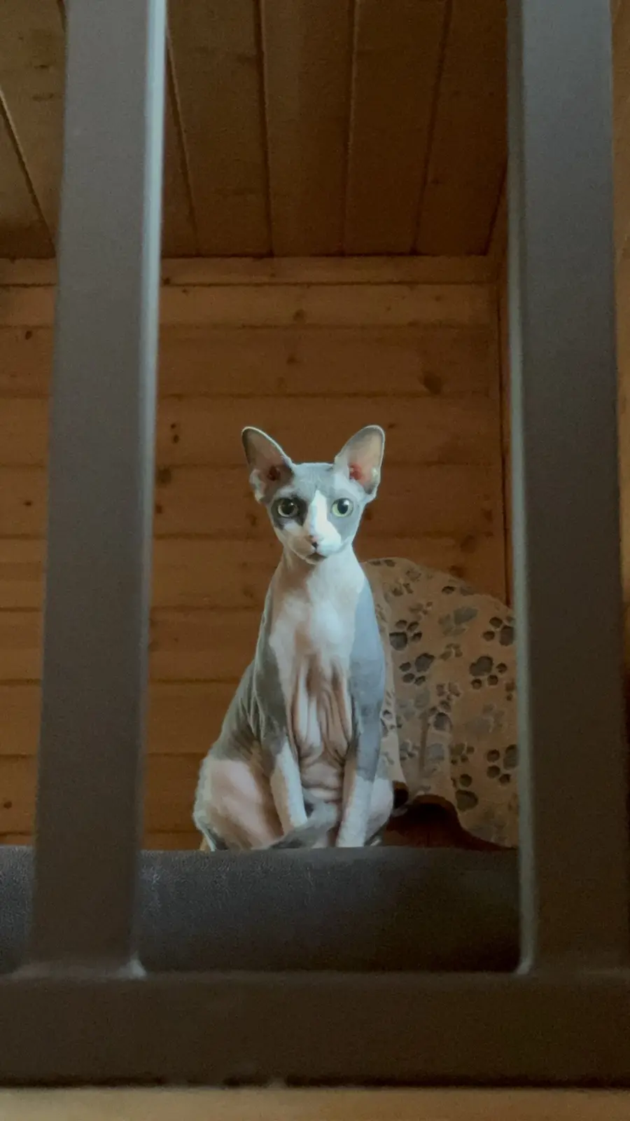 A hairless cat with large ears and green eyes sits upright inside a metal cage, looking directly at the camera. The…