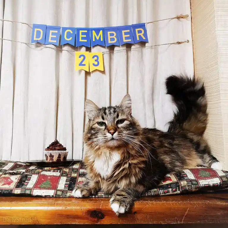 A fluffy tabby cat with a white chest and paws sits regally on a festive, quilted cushion atop a wooden surface. Behind it…