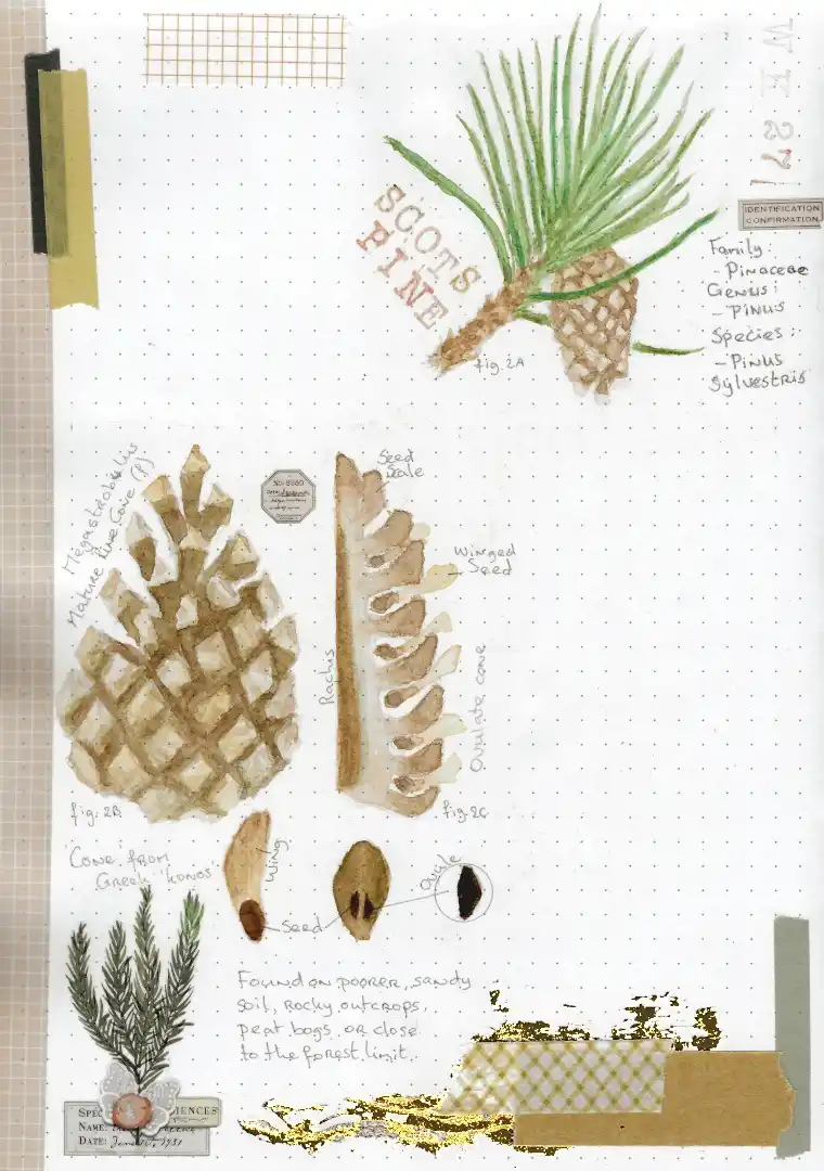 A hand-drawn botanical illustration on graph paper shows a Scots Pine with its cone, seed scales, and needles, labeled with…