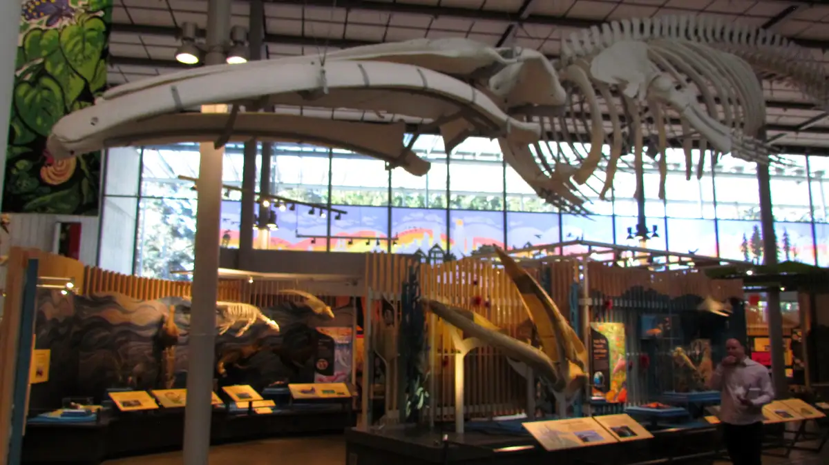 A large, suspended whale skeleton is displayed in a museum, with its curved jawbone prominently visible. The overlaid text…