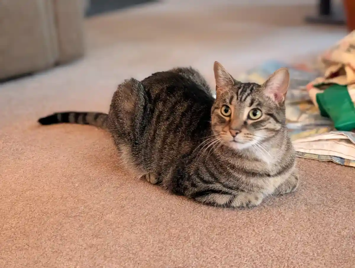 A tabby cat is curled up on a beige carpet, looking directly at the camera with wide, alert eyes. The cat's body is compact…