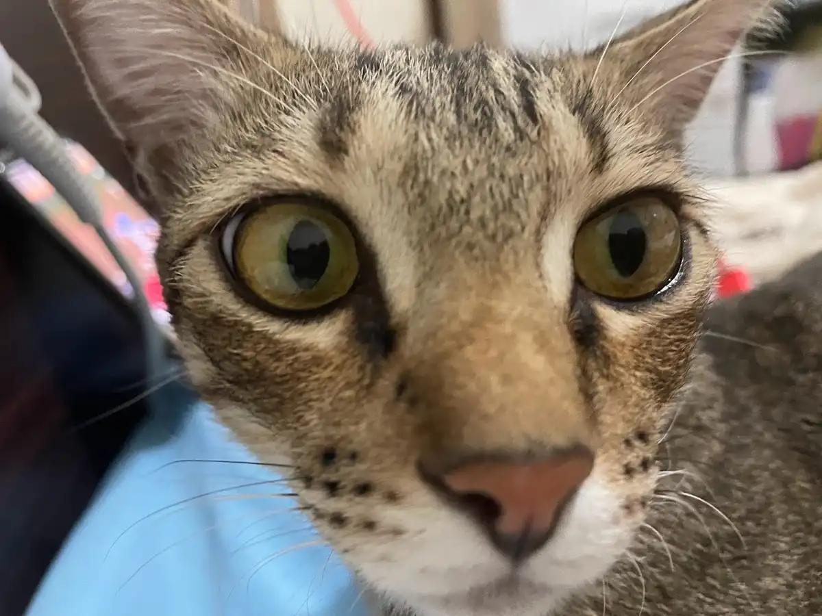 A close-up photo of a tabby cat with wide, startled-looking yellow-green eyes staring directly at the camera, its face…