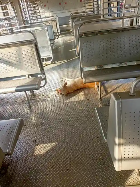 A light-colored dog is lying on its back on a diamond-plate metal floor inside what appears to be a train or bus station…