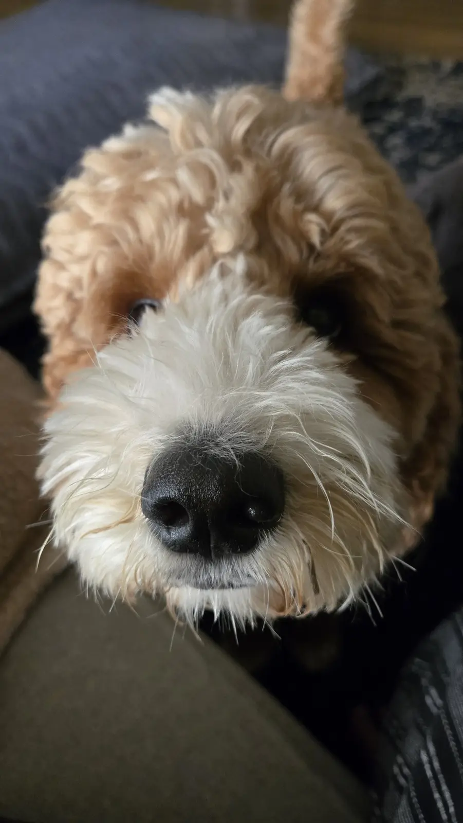A close-up photo of a fluffy, light brown and white dog looking directly at the camera with a calm, slightly sleepy…