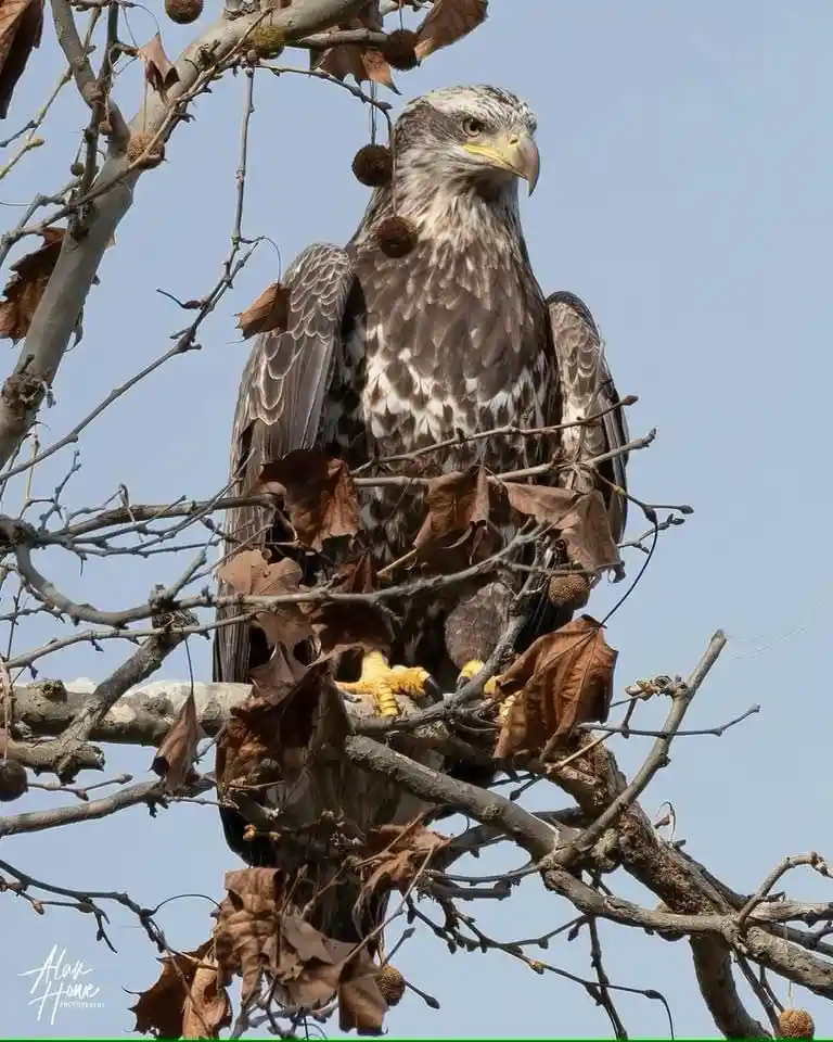 A large bird of prey, likely a juvenile eagle, perches on a bare tree branch with dried leaves and seed pods. Its feathers…