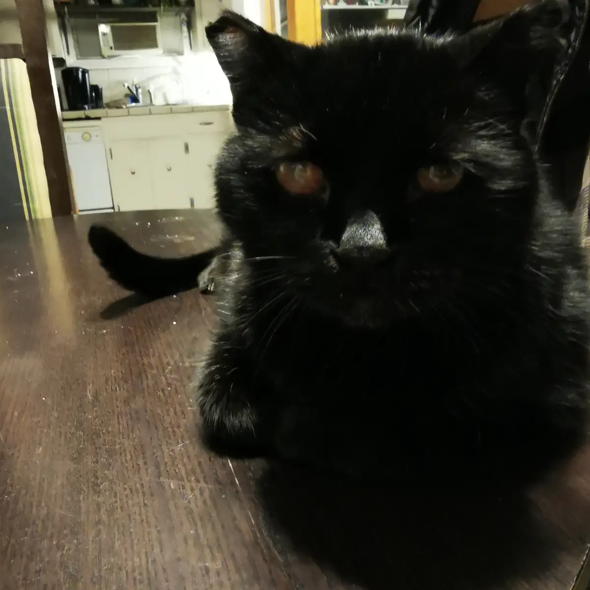 The captivating gaze of Bean's eyes