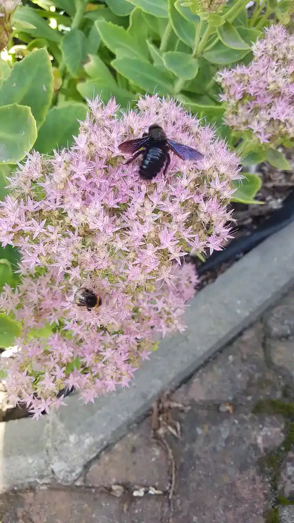 A large black bee with iridescent wings sits atop a cluster of pink flowers, while a smaller, fuzzy bumblebee is visible…