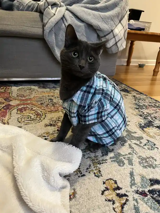 A dark gray cat with large green eyes sits on a patterned rug, wearing a blue and black plaid button-up shirt. The cat looks…