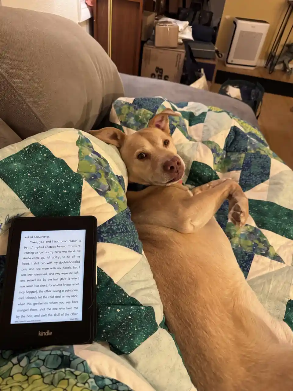 A light brown dog lies on its back on a green and white patchwork quilt, looking directly at the camera with a relaxed…
