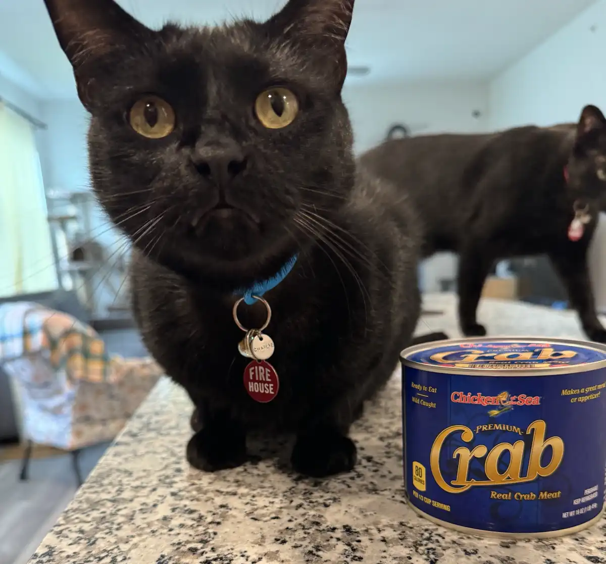 A black cat with wide, unimpressed eyes stares at the camera while sitting on a countertop next to a can of Chicken of the…