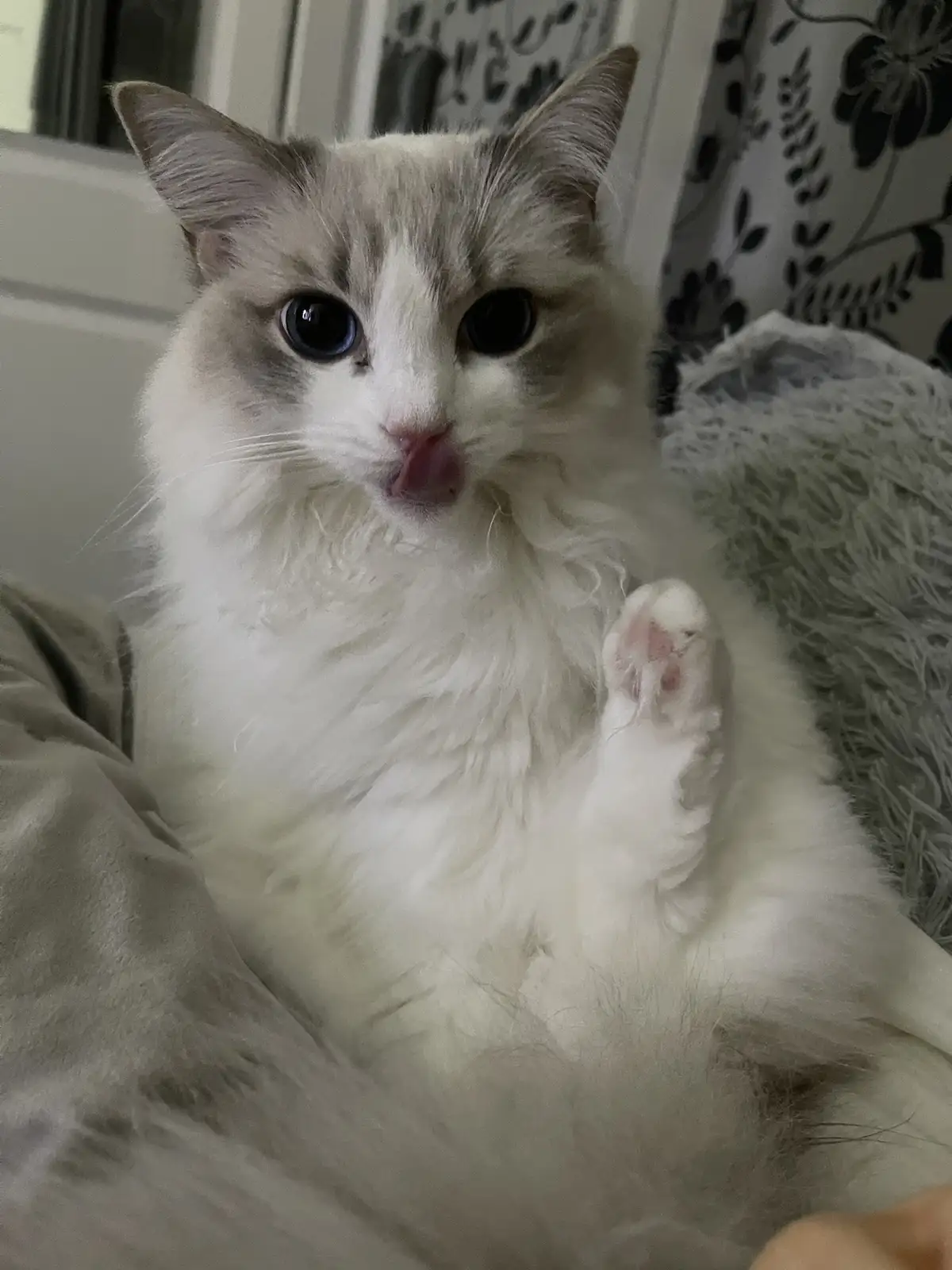A fluffy white and grey cat with large dark eyes is licking its nose while holding up one paw, looking directly at the…