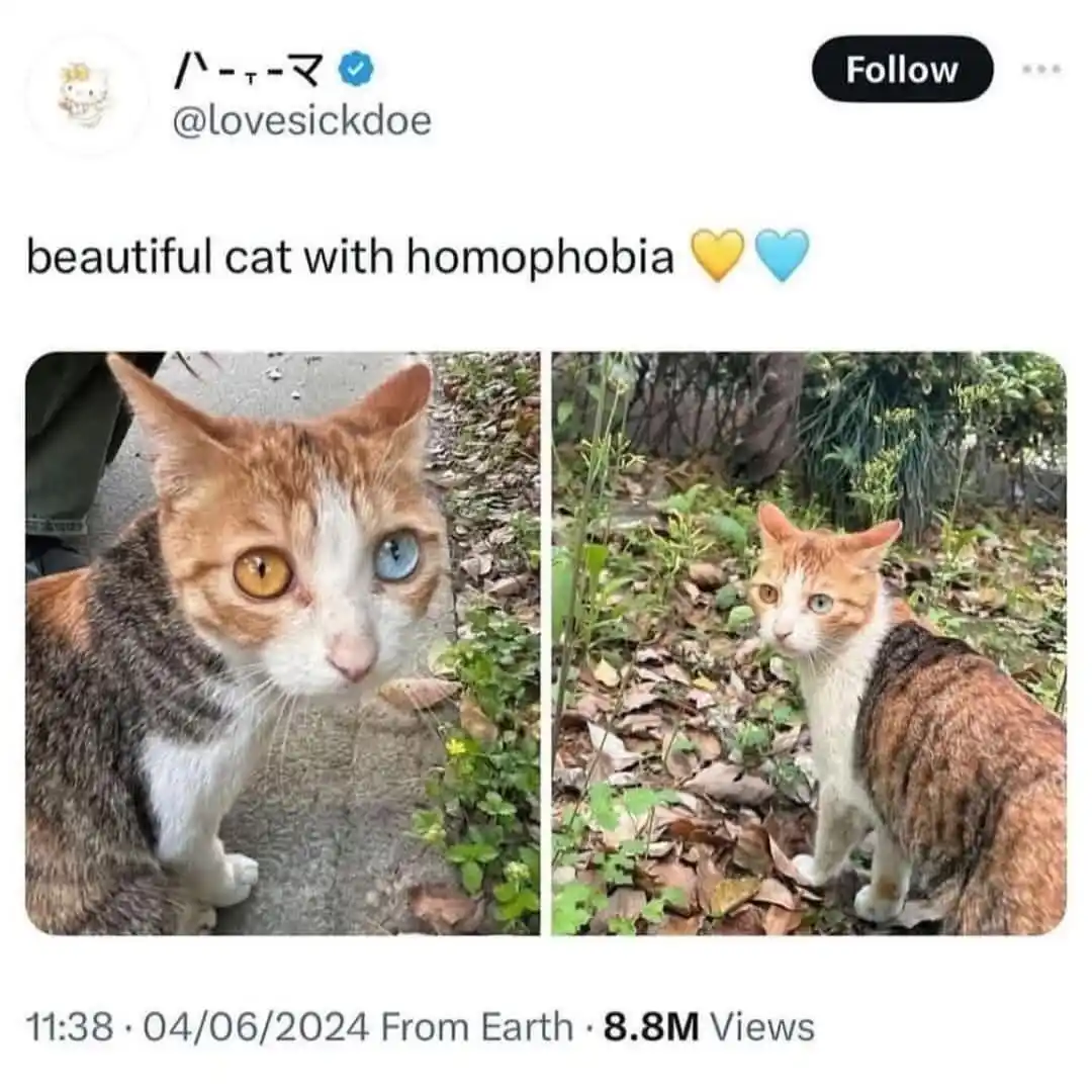 Isn't it ironic how beautiful homophobia can be?